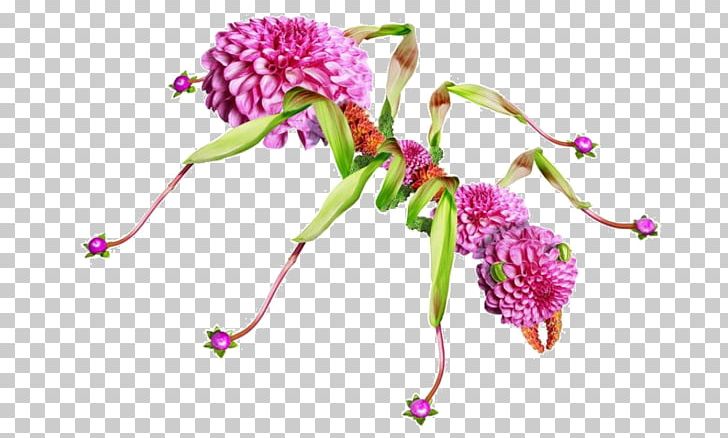 Floral Design Ant Flower Photography PNG, Clipart, Ants, Cut Flowers, Flora, Floristry, Flower Arranging Free PNG Download