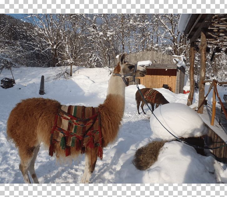 Llama Snow Caving Igloo Canyoning PNG, Clipart, Adventure, Alpaca, Camel Like Mammal, Canyoning, Caving Free PNG Download