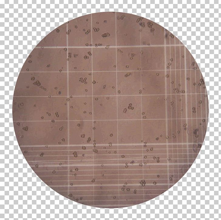 Collagenase Clostridium Histolyticum Cell Tissue Plywood PNG, Clipart, Animal, Brown, Cell, Clostridium, Collagenase Free PNG Download
