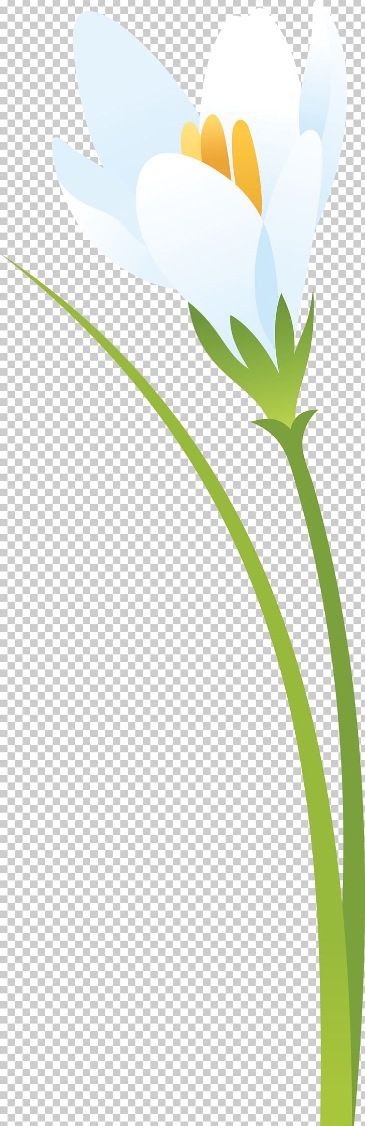 Flower Leaf Petal Plant Stem PNG, Clipart, Computer, Computer Wallpaper, Crocus, Desktop Wallpaper, Flora Free PNG Download