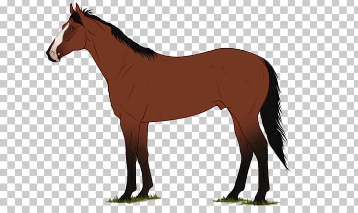 Mane Shetland Pony Mustang Foal PNG, Clipart, Bridle, Colt, Disease, Foal, Grass Free PNG Download