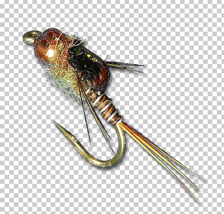 Mayfly Nymph Insect Caddisfly Fly Fishing PNG, Clipart, Animals, Biological Life Cycle, Caddisfly, Damselfly, Decapoda Free PNG Download