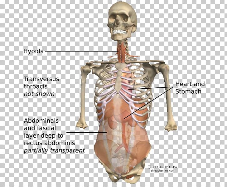Shoulder Homo Sapiens Skeleton Figurine Hip PNG, Clipart, Abdomen Anatomy, Bone, Figurine, Hip, Homo Sapiens Free PNG Download