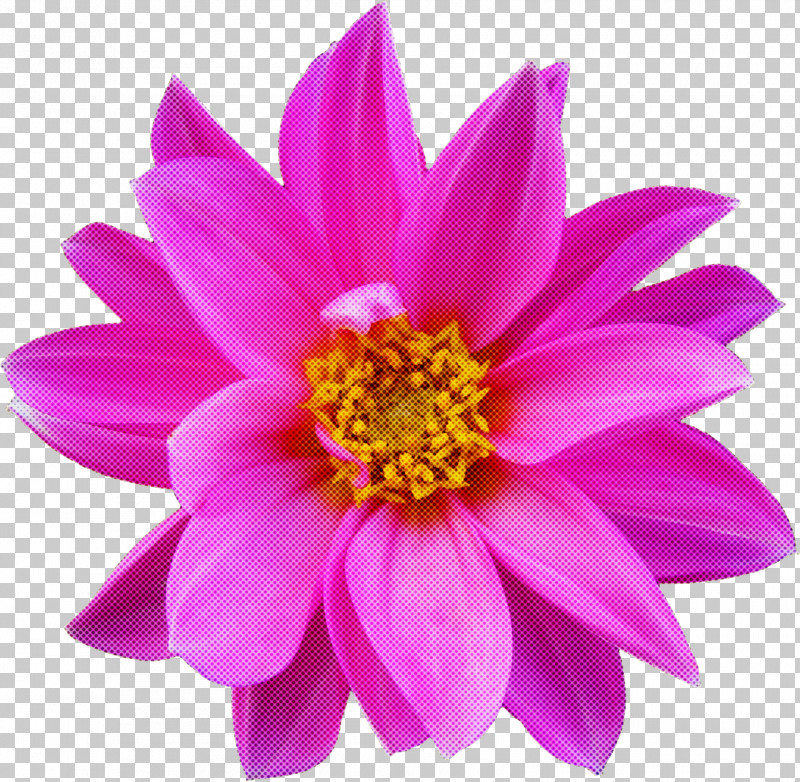 Dahlia Annual Plant Garden Cosmos Herbaceous Plant Chrysanthemum PNG, Clipart, Annual Plant, Aster, Biology, Chrysanthemum, Closeup Free PNG Download