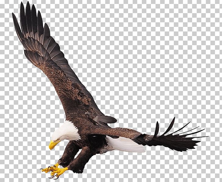Bald Eagle Stock Photography Bird Chilkat River PNG, Clipart, Accipitriformes, Animals, Bald Eagle, Beak, Bird Free PNG Download