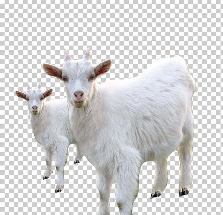 Goat Sheep Milk Livestock PNG, Clipart, Animals, Background White, Black White, Cattle Like Mammal, Computer Network Free PNG Download