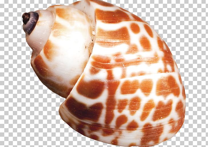 Seashell Sea Snail Orange Helix PNG, Clipart, Animal Product, Conch, Conchology, Helix, Invertebrate Free PNG Download