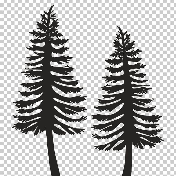 Spruce Pine Fir Christmas Tree Christmas Ornament PNG, Clipart, Black And White, Book, Branch, Christmas, Christmas Decoration Free PNG Download
