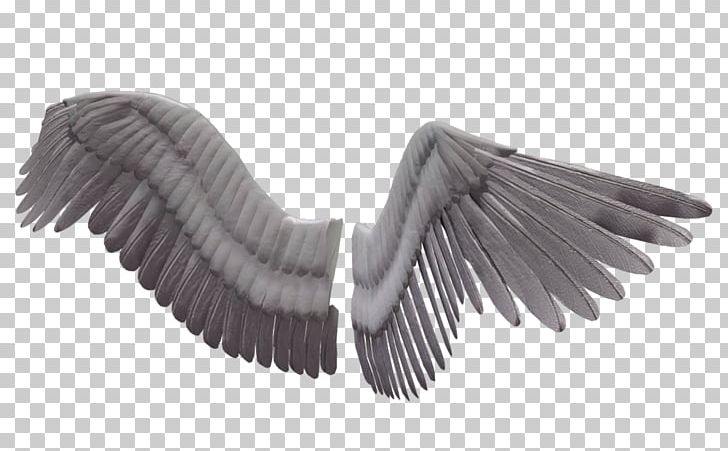 3D Computer Graphics Wing PNG, Clipart, 3d Computer Graphics, 3d Modeling, Angle, Beak, Bird Free PNG Download