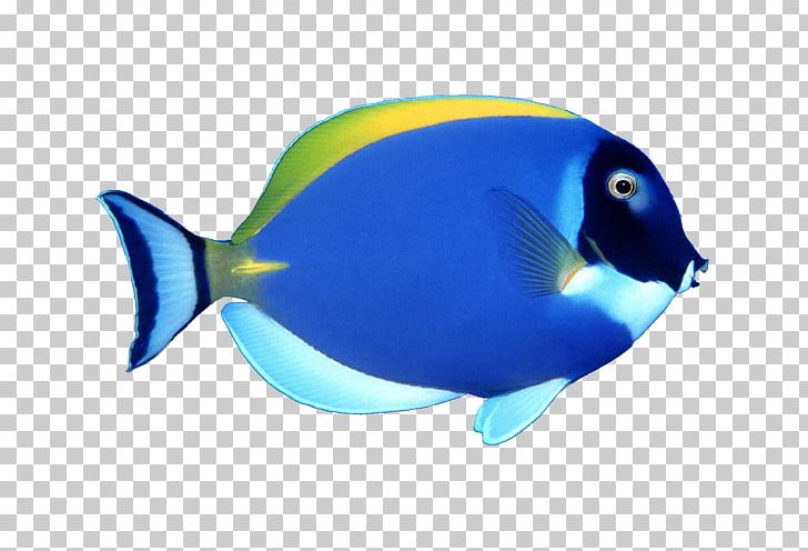 Fish PNG, Clipart, Animals, Blue Abstract, Blue Background, Blue Flower, Cobalt Blue Free PNG Download
