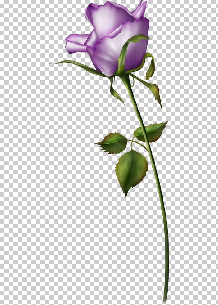 Beach Rose Flower Purple Valentines Day PNG, Clipart, Blue, Branch, Bud, Color, Creative Free PNG Download