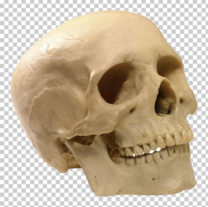 Skull Human Skeleton PNG, Clipart, Archeology, Background White, Black White, Bone, Clipping Path Free PNG Download