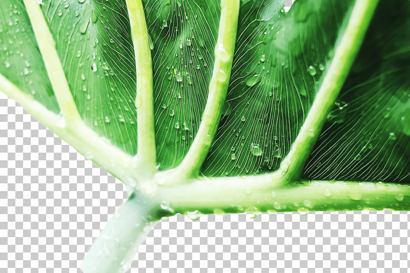 Aloe Vera PNG, Clipart, Agave, Aloes, Aloe Vera, Aloe Vera Aloe Vera, Coral Aloe Free PNG Download