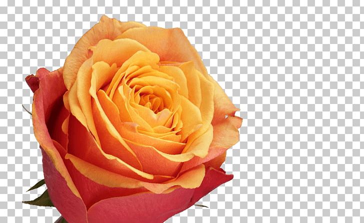 Garden Roses Cabbage Rose Petal Cut Flowers PNG, Clipart, Closeup, Cut Flowers, Flower, Flowering Plant, Fresh Orange Juice Free PNG Download