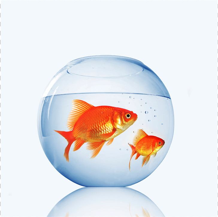 Goldfish Aquarium Fishkeeping Pet Shop PNG, Clipart, Animals, Aquarium, Aquarium Fish Feed, Aquatic Plants, Bony Fish Free PNG Download