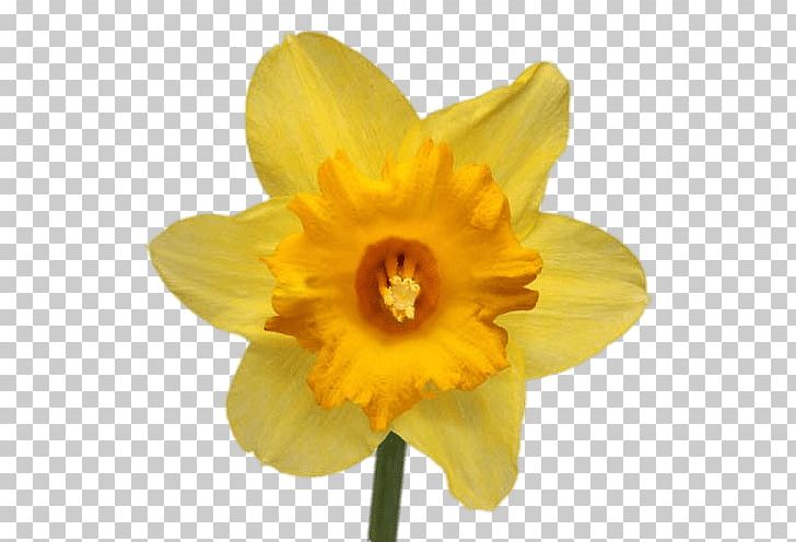The Daffodil Festival Narcissus Jonquilla Narcissus Papyraceus Flower Lilium PNG, Clipart, Amaryllis Family, Bulb, Cut Flowers, Daffodil, Daffodil Festival Free PNG Download