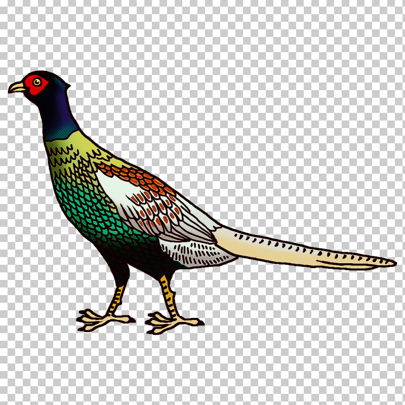 Cartoon Bird PNG, Clipart, Beak, Cartoon, Cartoon Bird, Chicken, Feather Free PNG Download
