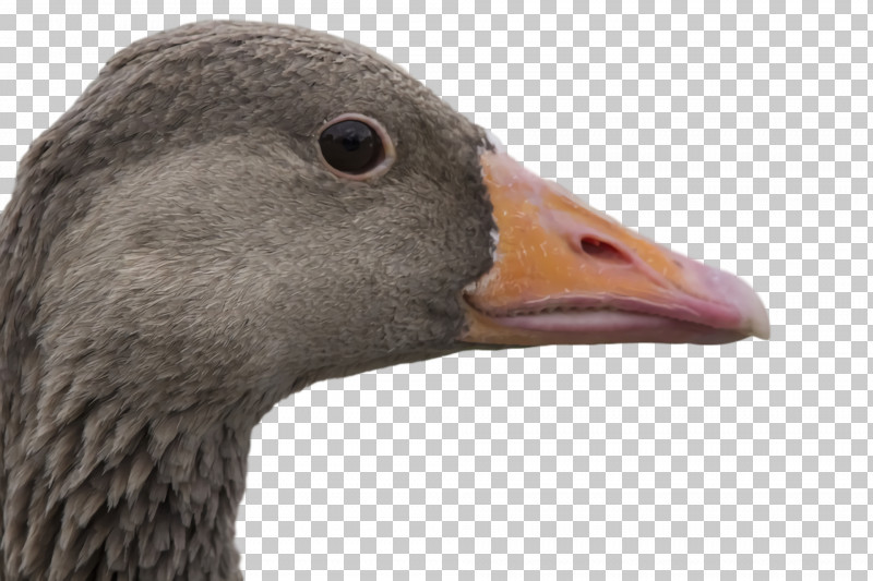 Feather PNG, Clipart, Beak, Biology, Birds, Closeup, Duck Free PNG Download