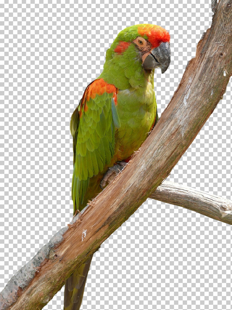 Lovebird PNG, Clipart, Beak, Lovebird, Macaw, Parakeet Free PNG Download