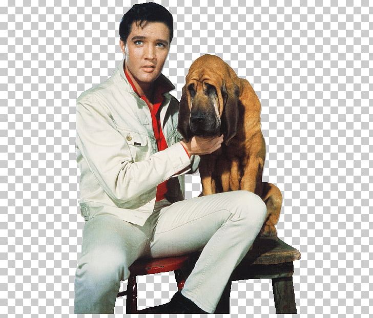 Elvis Presley Birthplace Graceland Fun In Acapulco PNG, Clipart, Black Or White, Bloodhound, Coonhound, Dog, Dog Breed Free PNG Download