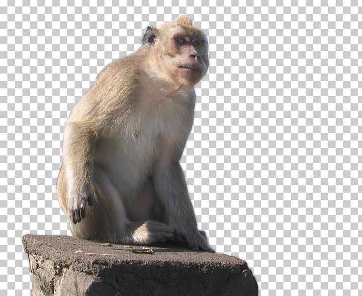 Macaque Old World Cercopithecidae New World Monkeys PNG, Clipart, Animal, Cercopithecidae, Fauna, Macaque, Mammal Free PNG Download