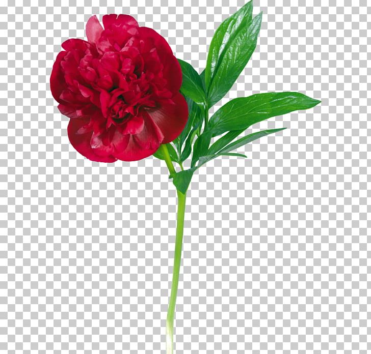 Peony Flower PNG, Clipart, Annual Plant, Artificial Flower, Carnation, Digital Image, Flower Free PNG Download