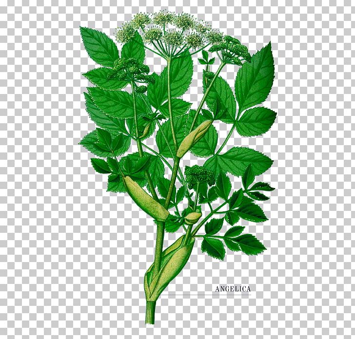 Wild Angelica Norwegian Angelica Female Ginseng Herb Plants PNG, Clipart, Angelica Pachycarpa, Apioideae, Biennial Plant, Branch, Female Ginseng Free PNG Download