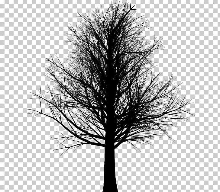 Branch Tree Trunk PNG, Clipart, Bare, Black And White, Branch, Crown, Leaf Free PNG Download