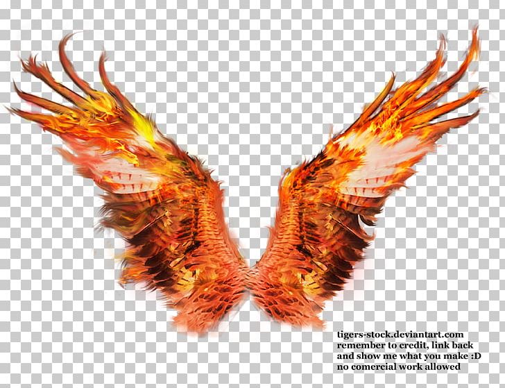 Fire PNG, Clipart, Angel, Animal, Art, Beak, Burning Free PNG Download