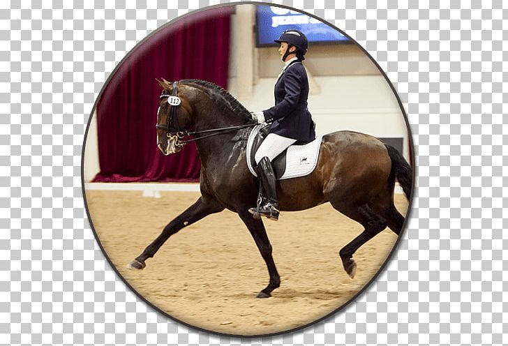Hunt Seat Andalusian Horse Dressage Bridle Stallion PNG, Clipart, Andalusian Horse, Animal Sports, Animal Training, Awe, Bit Free PNG Download