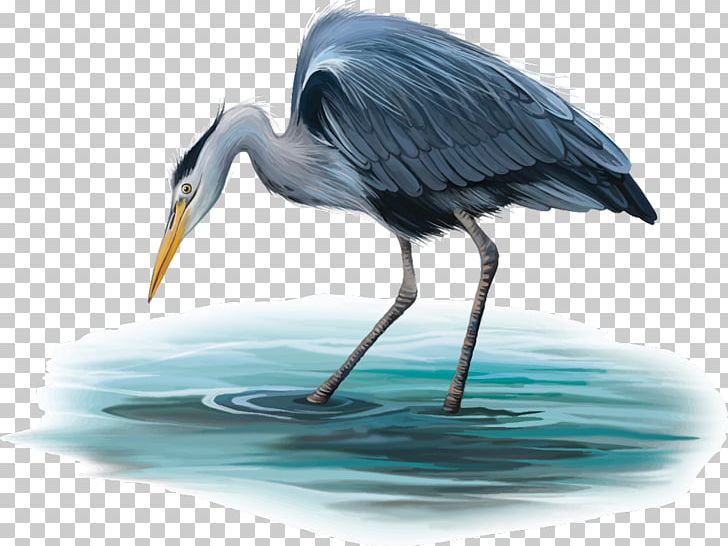 Little Blue Heron Crane Bird Egret Grey Heron PNG, Clipart, Beak, Bird, Ciconiiformes, Crane, Crane Like Bird Free PNG Download