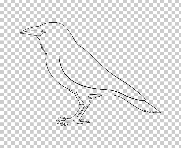 Magical Drawings Line Art How To Draw A Mouse Sketch PNG, Clipart, Animals, Artwork, Beak, Bird, Black And White Free PNG Download