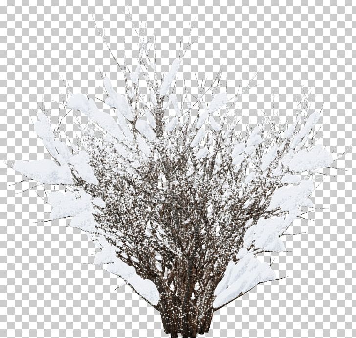 Winter Snow Shrub PNG, Clipart, Author, Branch, Daytime, Frost, Herbaceous Plant Free PNG Download