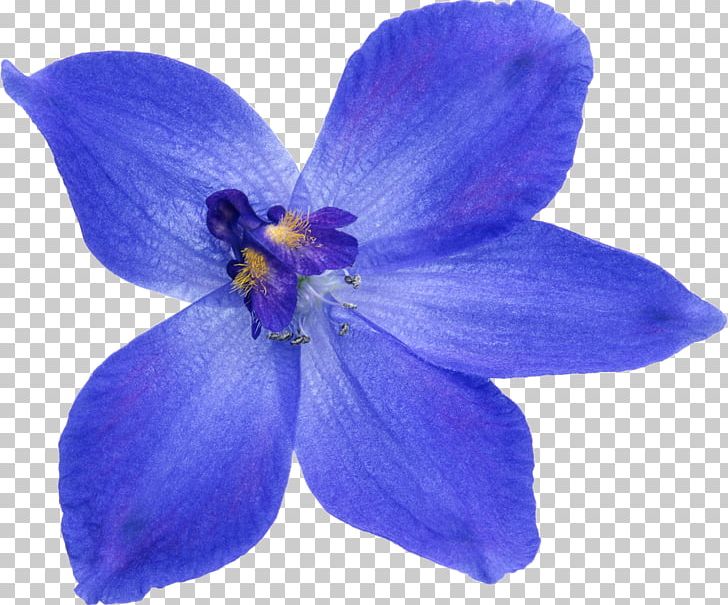 Flower Blue PNG, Clipart, Bellflower Family, Blue, Blue Flower, Delphinium, Flower Free PNG Download