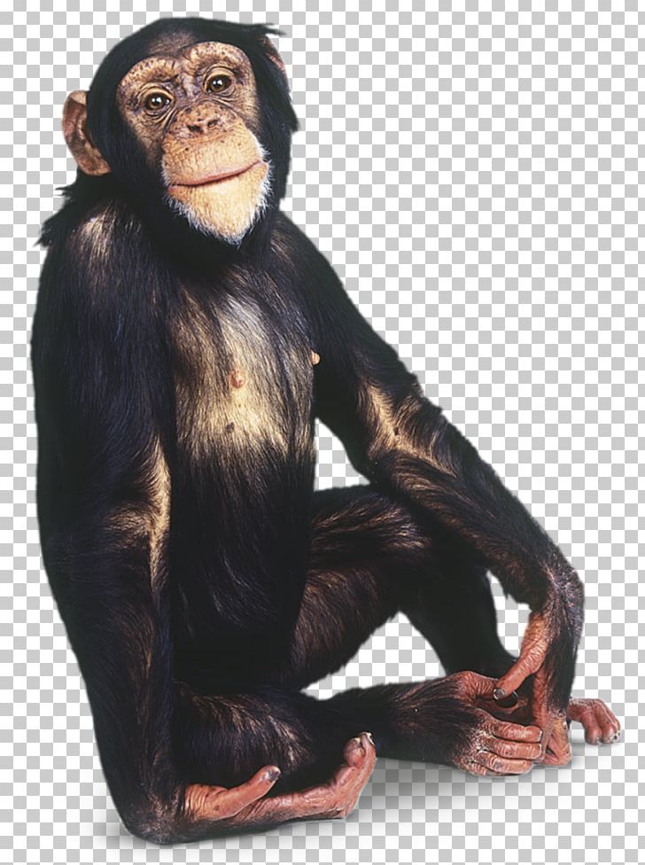 Gorilla Common Chimpanzee Primate Orangutan Gibbon PNG, Clipart, Animals, Ape, Bonobo, Chimpanzee, Common Chimpanzee Free PNG Download