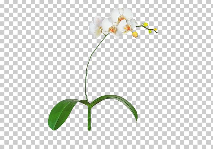 Moth Orchids File Formats Plant PNG, Clipart, Branch, Cut Flowers, Flora, Flower, Flowering Plant Free PNG Download