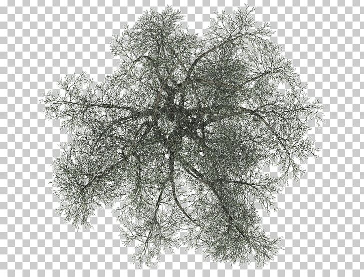 Tree Woody Plant Branch PNG, Clipart, Arcade, Black And White, Branch, Computer Software, Monochrome Free PNG Download