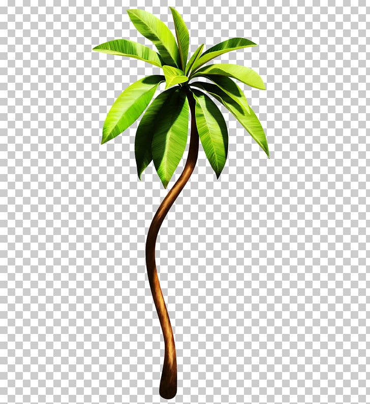 Arecaceae Plant Tropics Euclidean PNG, Clipart, Arecaceae, Arecales, Background Green, Branch, Broadleaf Free PNG Download