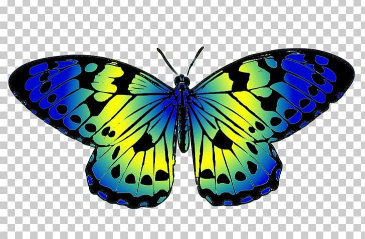 Butterfly Yellow Blue Drawing PNG, Clipart, Arthropod, Blue, Brush Footed Butterfly, Butterfly, Color Free PNG Download