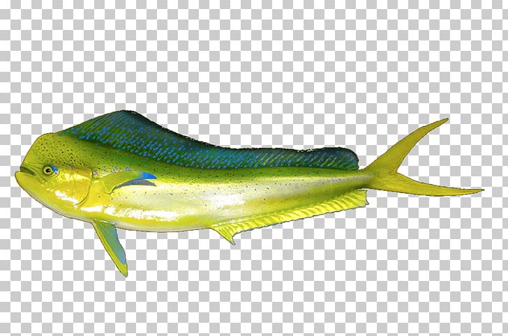 Fish Kipper Seafood Tilapia PNG, Clipart, Amphibian, Animals, Animal Source Foods, Capelin, Cod Free PNG Download