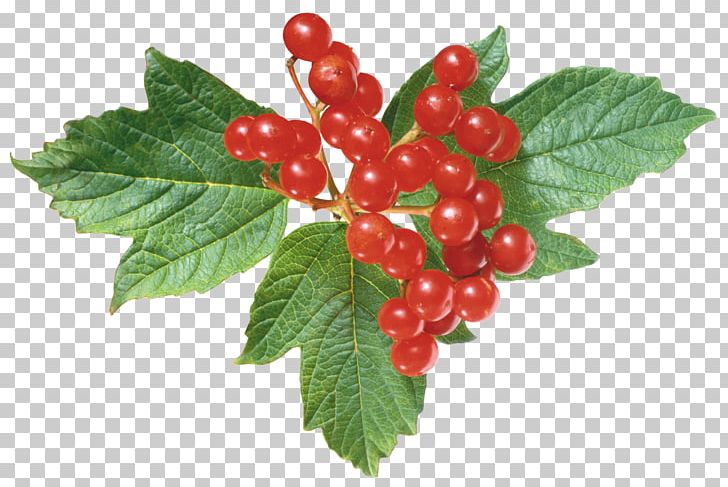 Guelder-rose Fruit Tree Fruit Tree Bark PNG, Clipart, Bark, Berry, Currant, European Blueberry, Food Free PNG Download