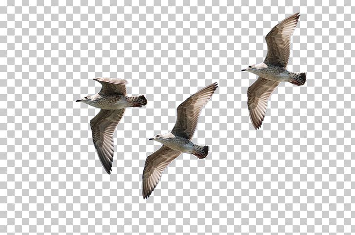 Lucid Dream Sleep The Truth Is Funny PNG, Clipart, Beak, Bird, Cari, Dream, Ducks Geese And Swans Free PNG Download