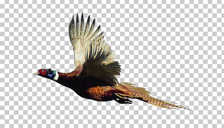 Ring-necked Pheasant Bird Quail Partridge PNG, Clipart, Animal, Asiatic Peafowl, Beak, Bird, Bulletin Board Free PNG Download