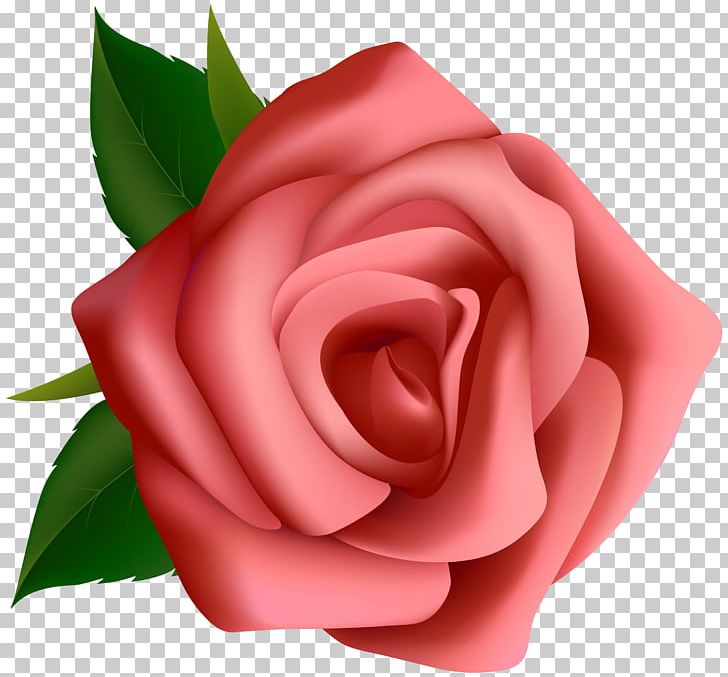 Rose Pink PNG, Clipart, Blog, Clipart, Clip Art, Closeup, Cut Flowers Free PNG Download