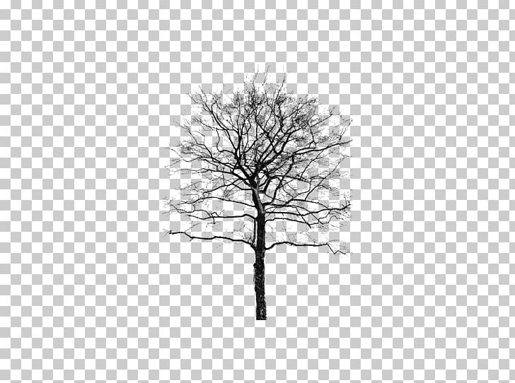 Woody Plant Tree PNG, Clipart, Black And White, Branch, Desktop Wallpaper, Editing, Email Free PNG Download