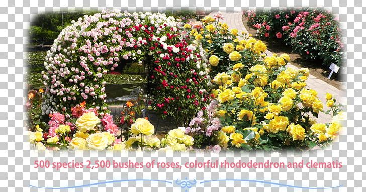 Ashikaga Flower Park Floral Design Rose Rhododendron PNG, Clipart, Annual Plant, Ashikaga, Ashikaga Flower Park, Chrysanths, Cut Flowers Free PNG Download