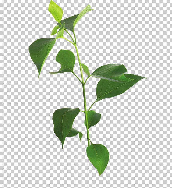 Leaf Lilac Branch Tree PNG, Clipart, Blog, Branch, Flowerpot, Herb, Leaf Free PNG Download