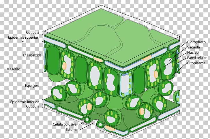 Leaf Photosynthesis Palisade Cell Structure Epidermis PNG, Clipart, Angle, Area, Cell, Chloroplast, Epidermis Free PNG Download