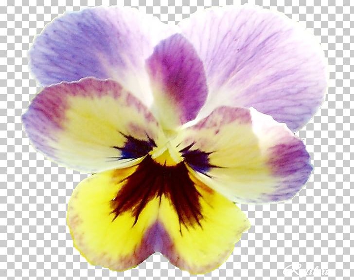 Pansy Violet PNG, Clipart, Closeup, Flower, Flowering Plant, Magenta, Nature Free PNG Download