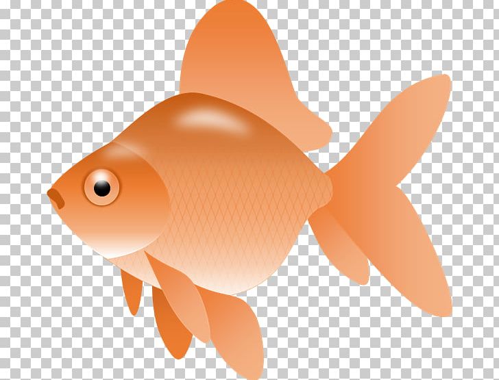 Ryukin Fish Cracker Free Content PNG, Clipart, Bony Fish, Cartoon, Drawing, Fish, Fish Cracker Free PNG Download